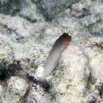 zredlipblenny21