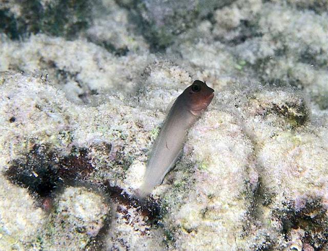 zredlipblenny21