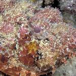 zscorpionfish4