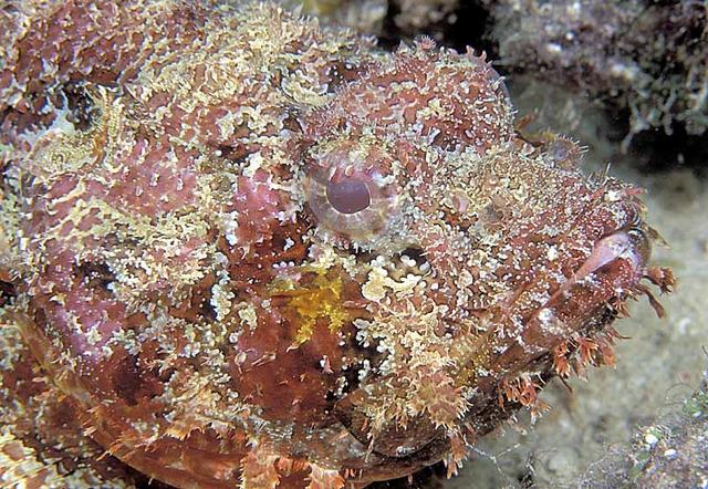 zscorpionfish4