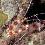 zbandedcoralshrimp8