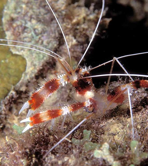 zbandedcoralshrimp8