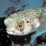 zballoonfish9