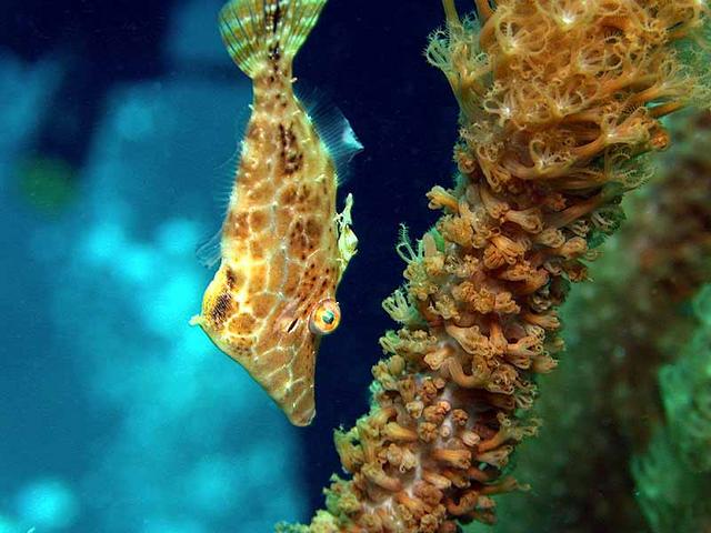 slenderfilefish