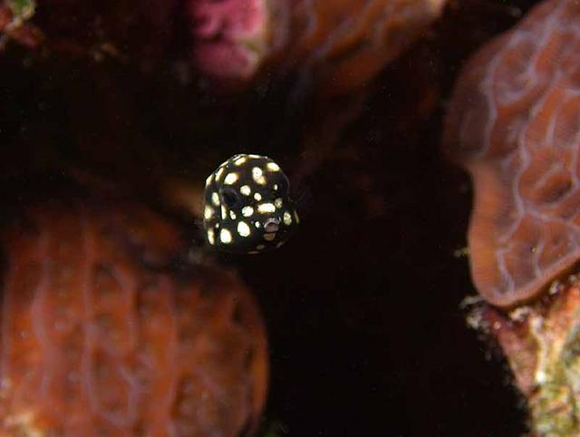 Juvenile Smooth Trunkfish