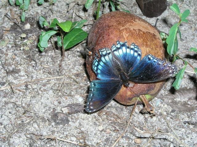 Butterfly_0250.JPG