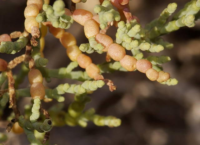 22  Salt Creek.  Obligatory macro.  Life in the desert.