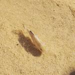 23  Salt Creek.  One of 8 species of pupfish.  Like I wasn't going to shoot a fish?  105mm with 2x TC.  Needed more shutter spee