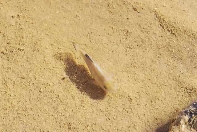23  Salt Creek.  One of 8 species of pupfish.  Like I wasn't going to shoot a fish?  105mm with 2x TC.  Needed more shutter spee