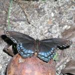 Butterfly_0252.JPG