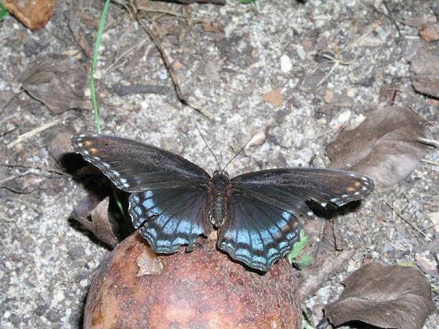 Butterfly_0252.JPG