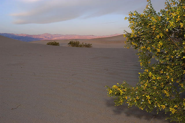 30  Sand Dunes at Stovepipe Wells.  Sunrise.  Did I mention I love the dunes