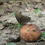 Butterfly_0259.JPG