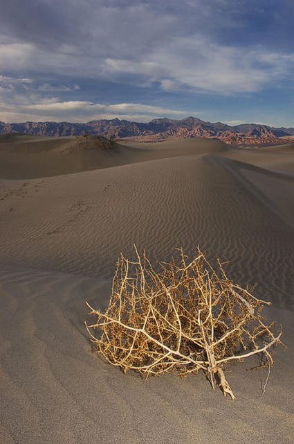 40  More dunes with my personal tumbleweed