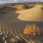 41  My favorite tumble weed right before sunset.  16mm