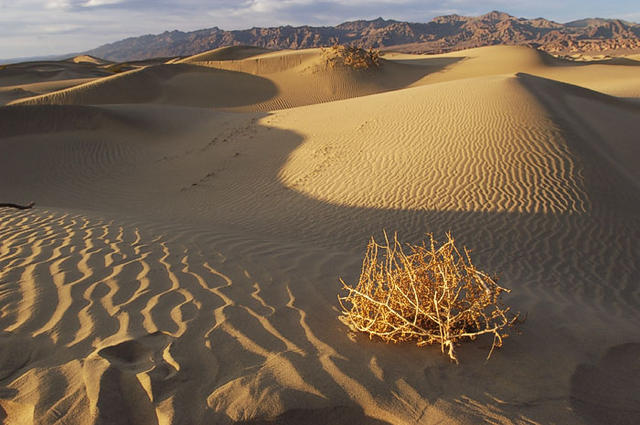 41  My favorite tumble weed right before sunset.  16mm