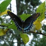 Butterfly_0261.JPG