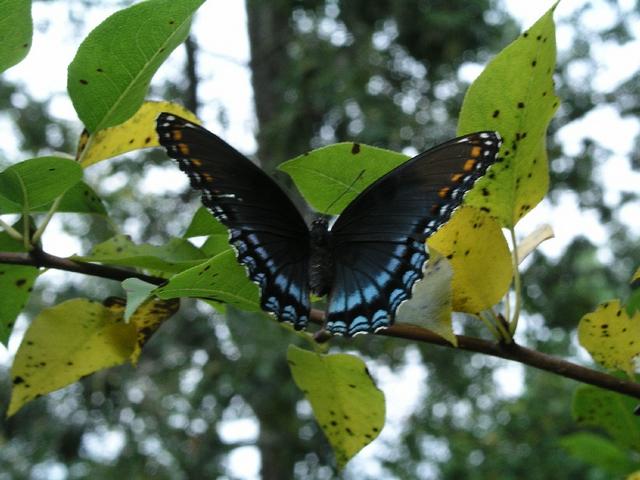 Butterfly_0261.JPG