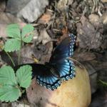 Butterfly_0262.JPG