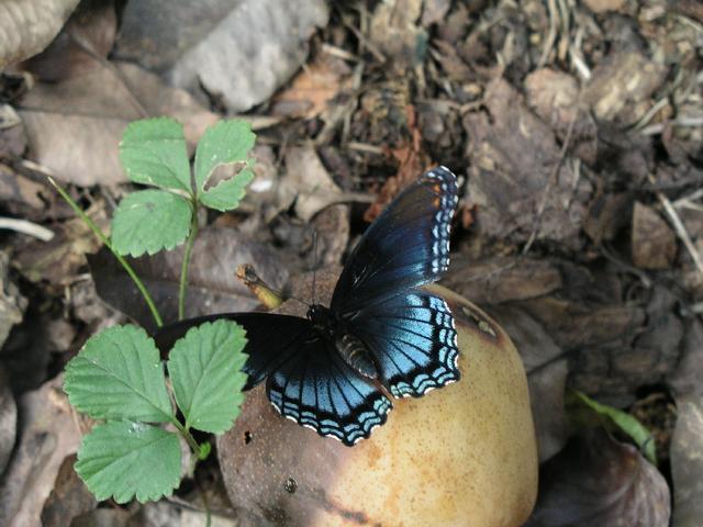 Butterfly_0262.JPG