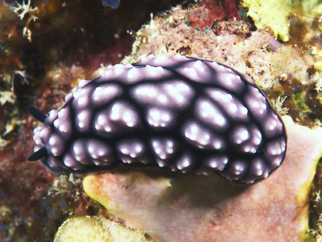 nudi018_0050