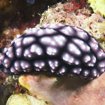 nudi018_0050