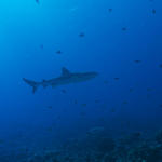 shark023_0049