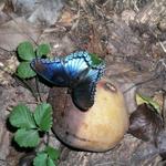 Butterfly_0263.JPG