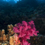 softcoralred016_0030