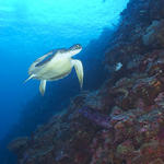 turtle016_0039