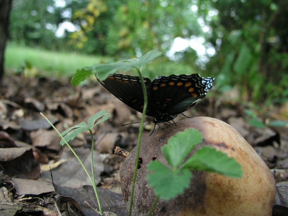 Butterfly_0265.JPG