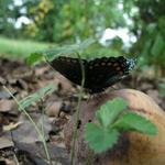 Butterfly_0265.JPG