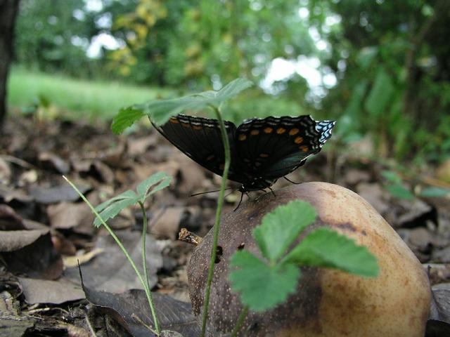 Butterfly_0265.JPG