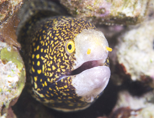 chainmoray028_0007