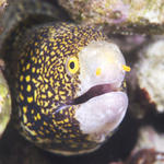 chainmoray028_0007