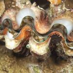 clam015_0029