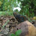 Butterfly_0266.JPG