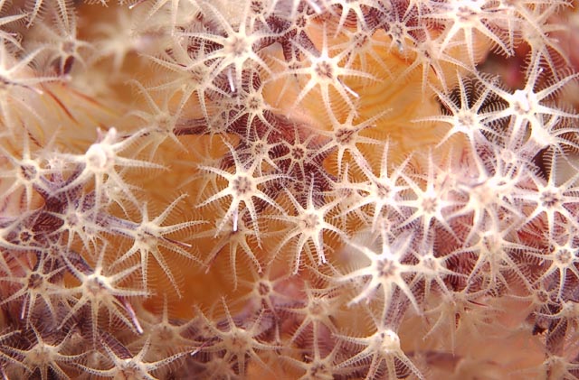 coraldetail018_0028