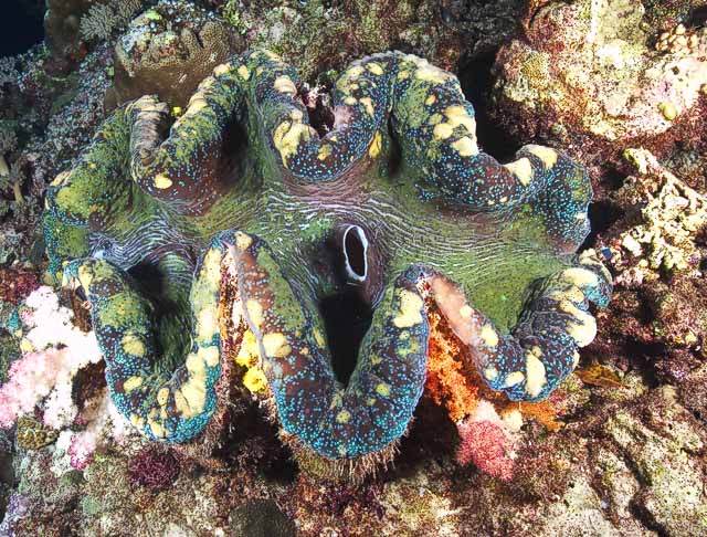 giantclam020_0012