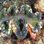 giantclam020_0012