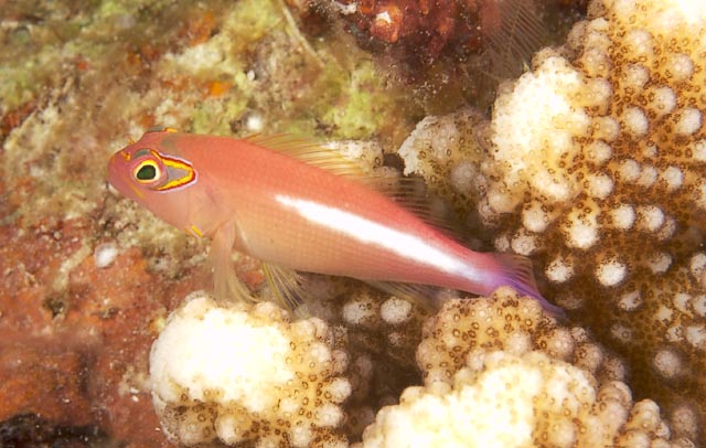 goby021_0025