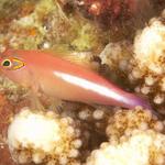 goby021_0025