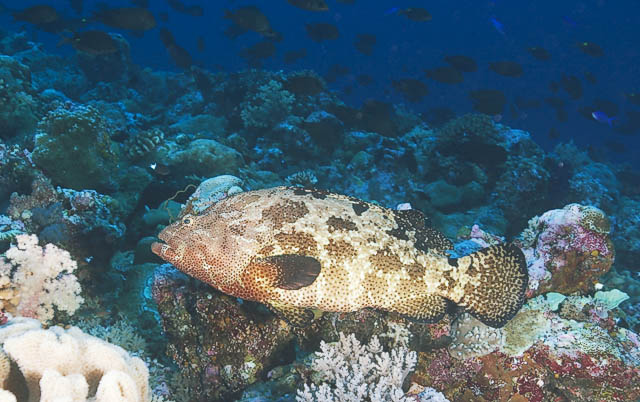 grouper025_0097