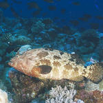 grouper025_0097