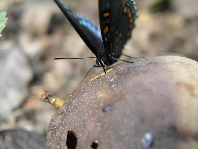 Butterfly_0267.JPG