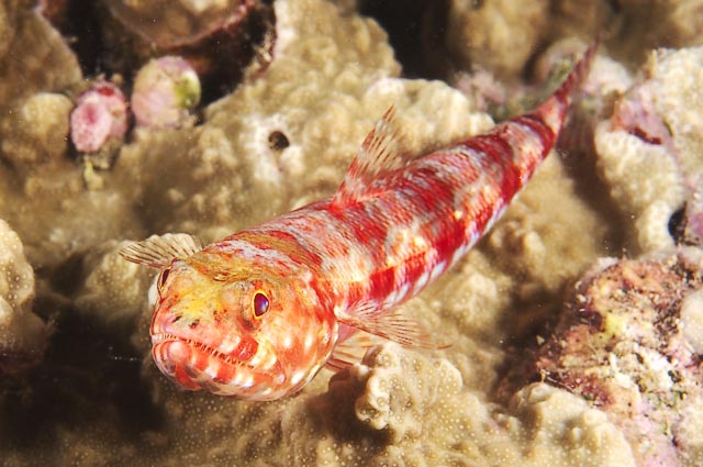 lizardfish021_0008