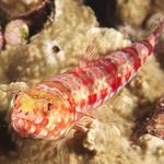 lizardfish021_0008