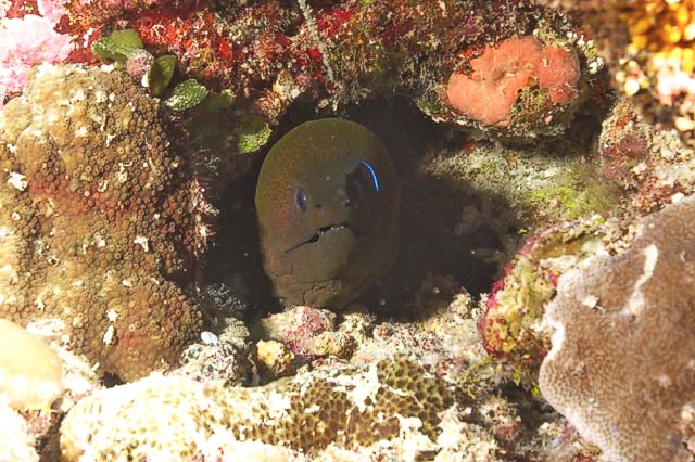 moray019_0002