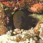 moray019_0002