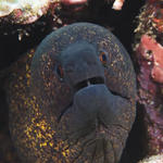 moray025_0063